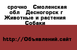 срочно - Смоленская обл., Десногорск г. Животные и растения » Собаки   